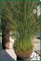 Foto d'una planta d'exterior de Garden La Sínia Foto d'una planta d'exterior de Garden La Sínia