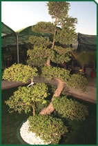 Foto d'una planta d'exterior de Garden La Sínia Foto d'una planta d'exterior de Garden La Sínia