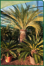 Foto d'una planta d'exterior de Garden La Sínia Foto d'una planta d'exterior de Garden La Sínia