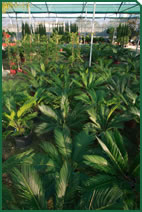 Foto d'una planta d'exterior de Garden La Sínia Foto d'una planta d'exterior de Garden La Sínia