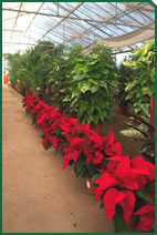 Foto d'una planta d'interior de Garden La Sínia Foto d'una planta d'interior de Garden La Sínia