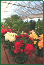 Foto d'una planta d'interior de Garden La Sínia Foto d'una planta d'interior de Garden La Sínia