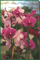 Foto d'una planta d'interior de Garden La Sínia Foto d'una planta d'interior de Garden La Sínia