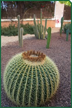 Foto d'una planta d'exterior de Garden La Sínia Foto d'una planta d'exterior de Garden La Sínia