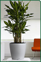 Foto d'un complement de Garden La Sínia Foto d'un complement de Garden La Sínia