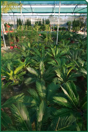 Foto d'un hivernacle que tenim al Garden Center La S&iacute;nia